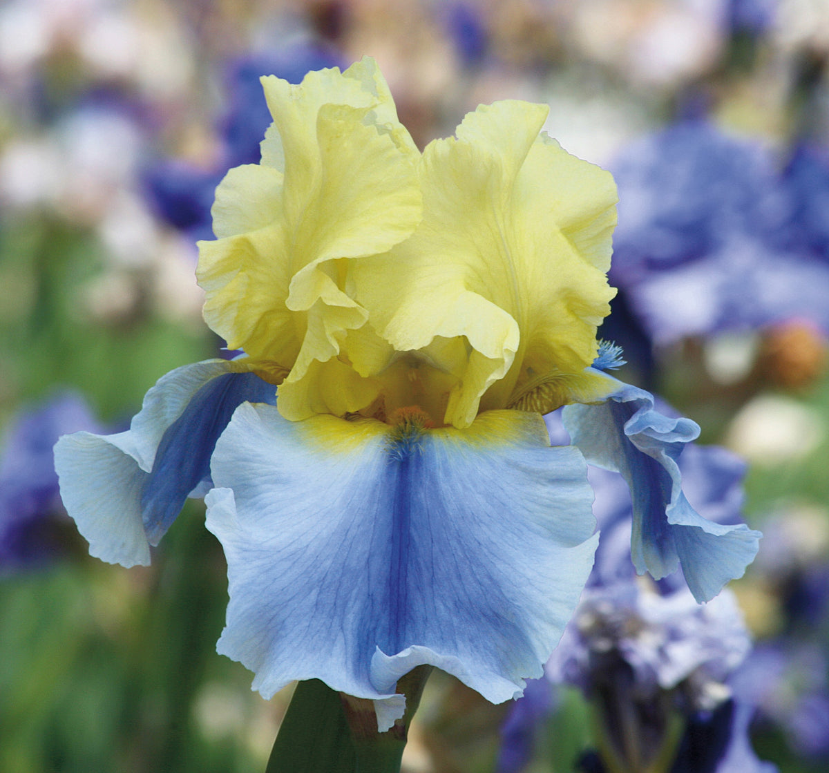 Yellow and blue bi-color iris flower with ruffled petals