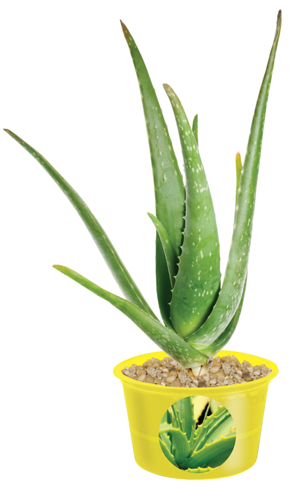 Aloe plant with upright fleshy leaves growing in a yellow pot