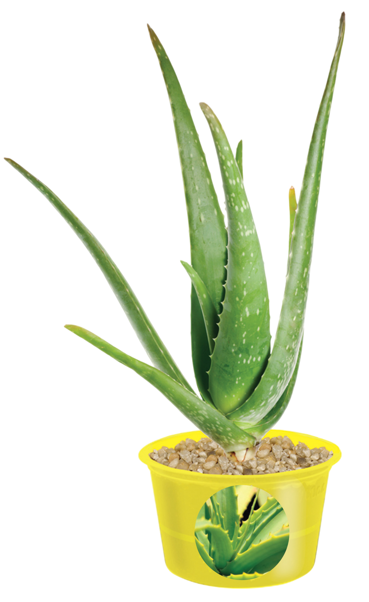 Aloe plant with upright fleshy leaves growing in a yellow pot