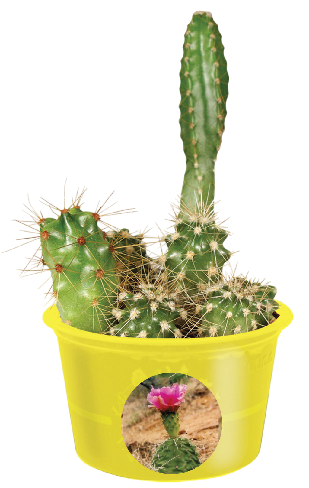 Assorted young cacti with spines growing in a yellow pot