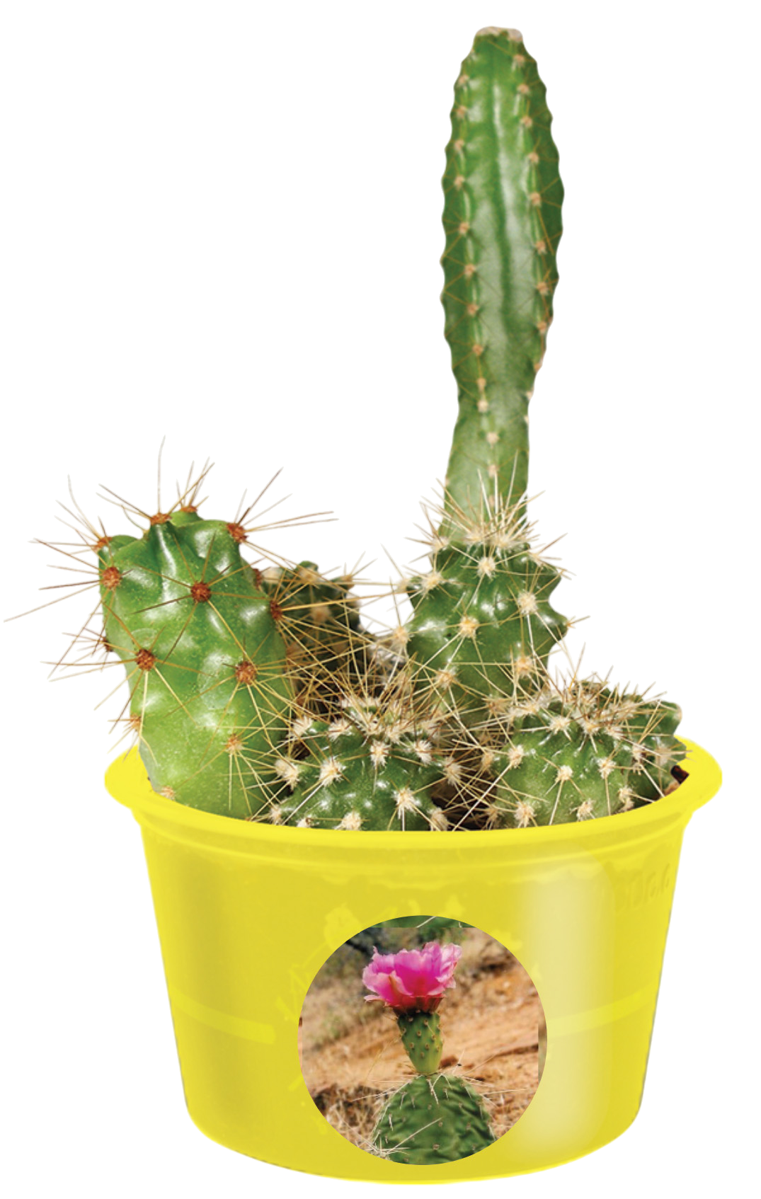 Assorted young cacti with spines growing in a yellow pot