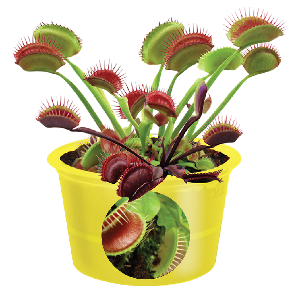 Venus flytrap plant with open red-edged traps in a yellow pot