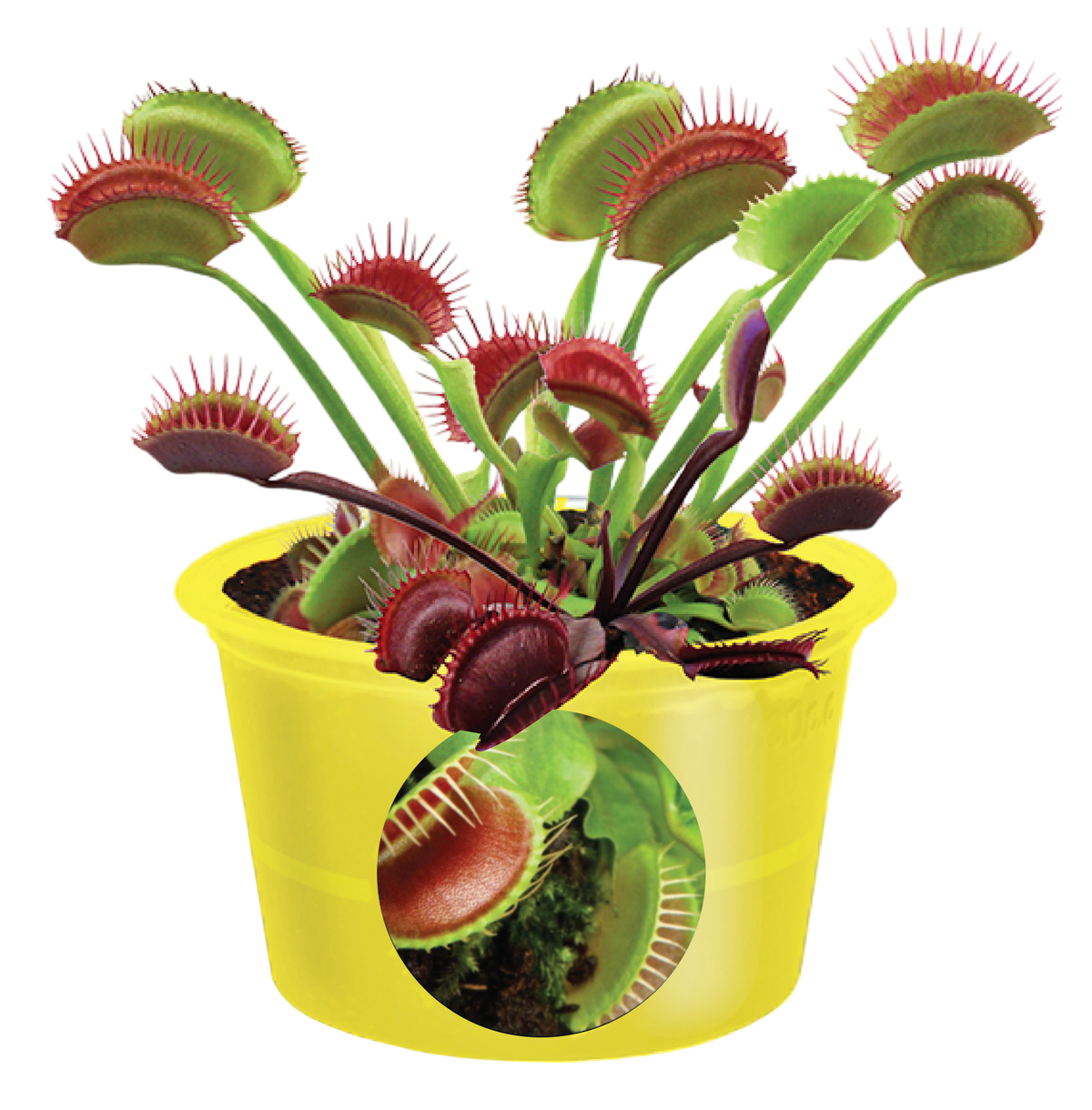 Venus flytrap plant with open red-edged traps in a yellow pot
