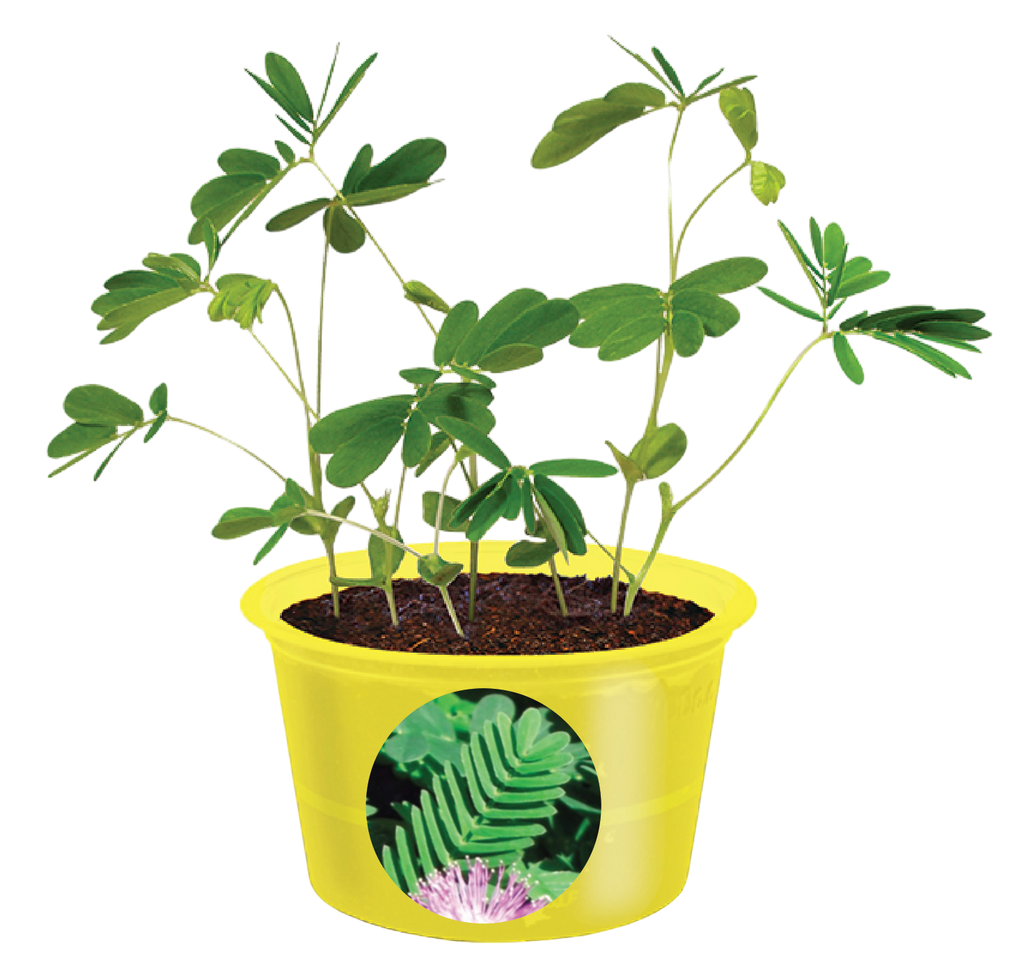 Sensitive plant with feathery leaves growing in a yellow pot