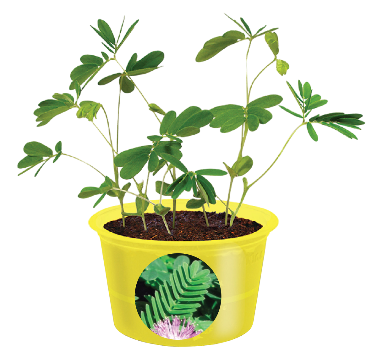 Sensitive plant with feathery leaves growing in a yellow pot