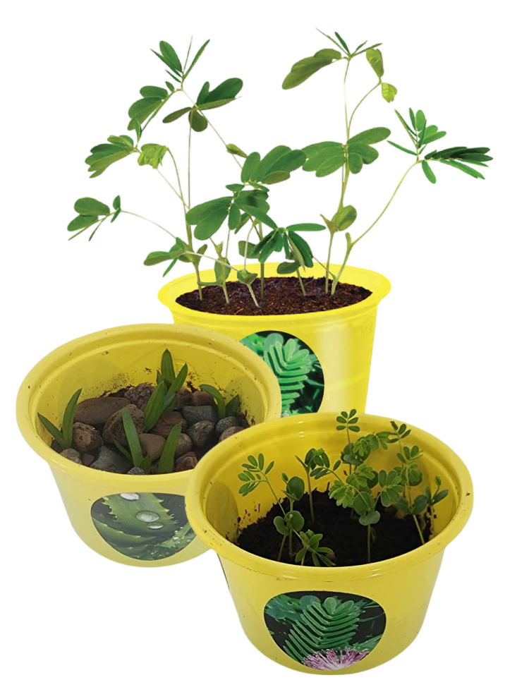 Eco Seed Sprouts plants at different growth stages in yellow pots