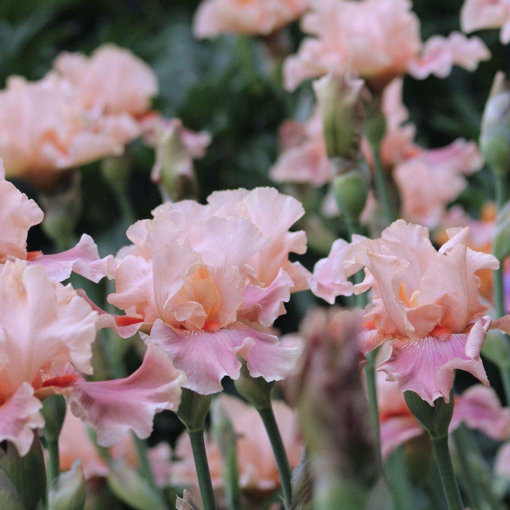 Cluster of fragrant bearded irises with ruffled pale peach and pink flowers