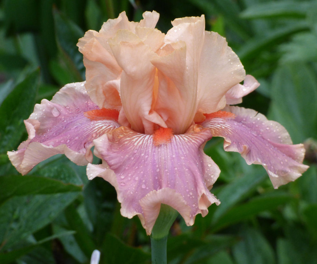 Fragrant bearded iris with ruffled peach and lavender petals and orange markings