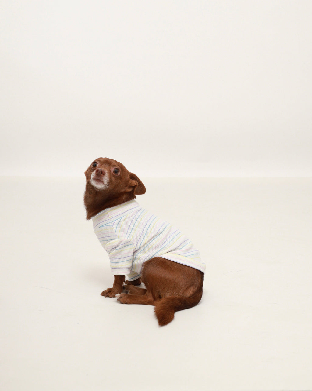 Dog wearing pastel striped turtleneck sweater with ribbed cuffs and hem