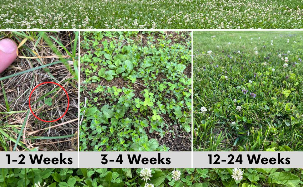 Lawn growth timeline panels showing seed results from 1-2 to 12-24 weeks