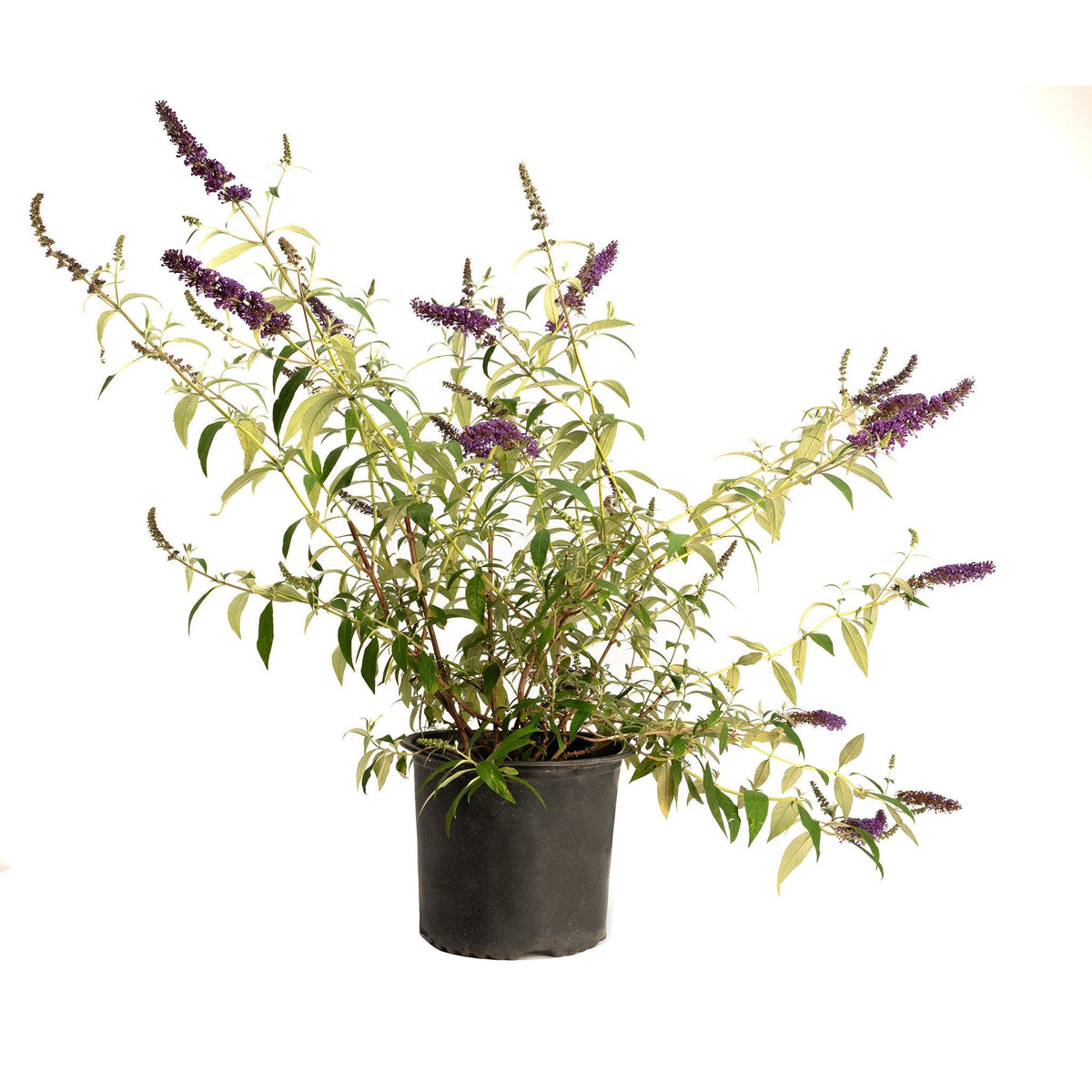 Potted butterfly bush plant with green leaves and dark purple flower spikes
