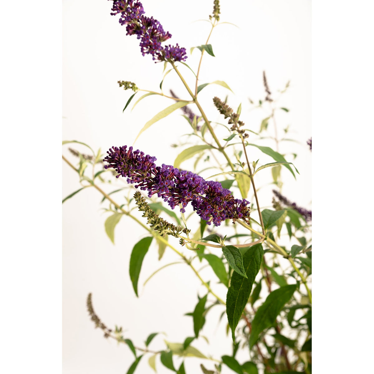Butterfly bush flower spikes with dark purple blooms on green stems