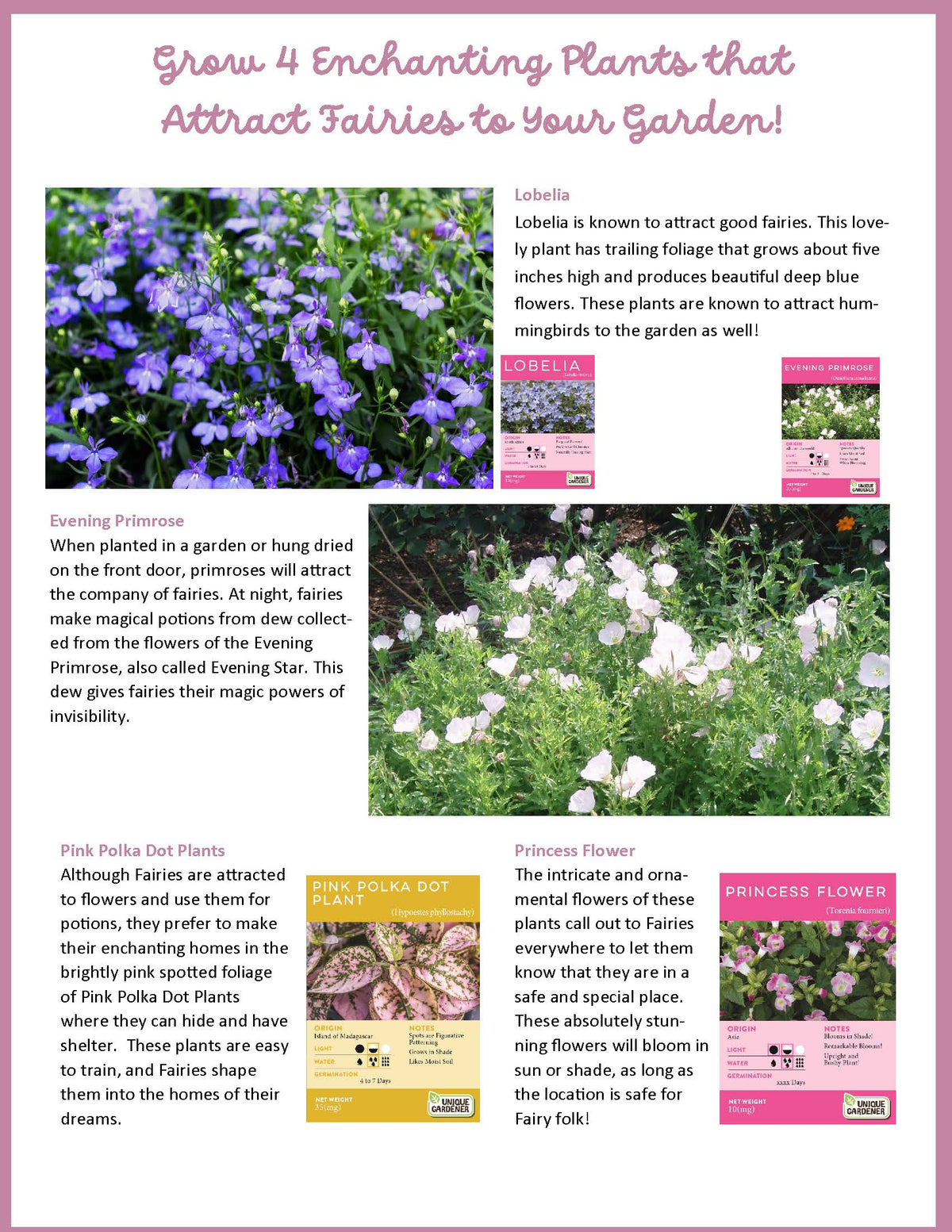 Fairy Garden terrarium kit plant guide showing flowers and growing information