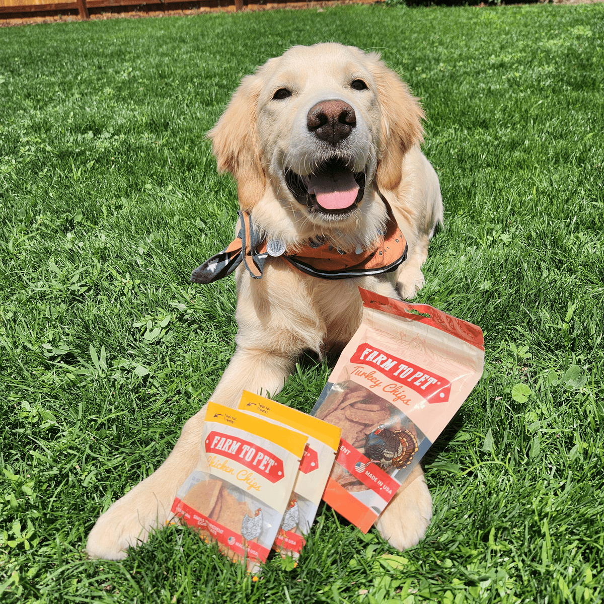 Golden dog holding farm-to-pet single-ingredient treat bags and beef, chicken, and fish chips