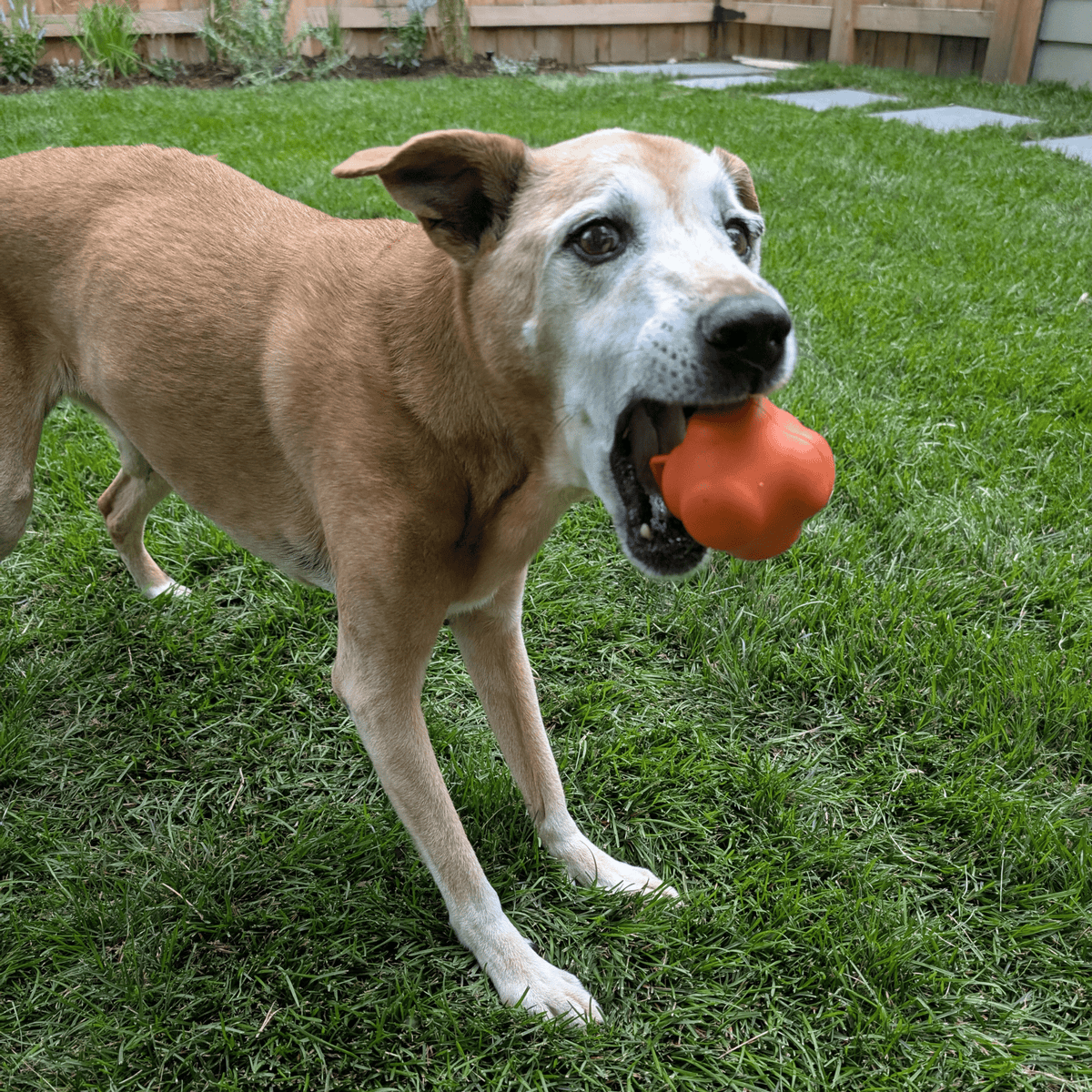 Dog holding an orange rubber fetch ball in its mouth on a grassy yard.