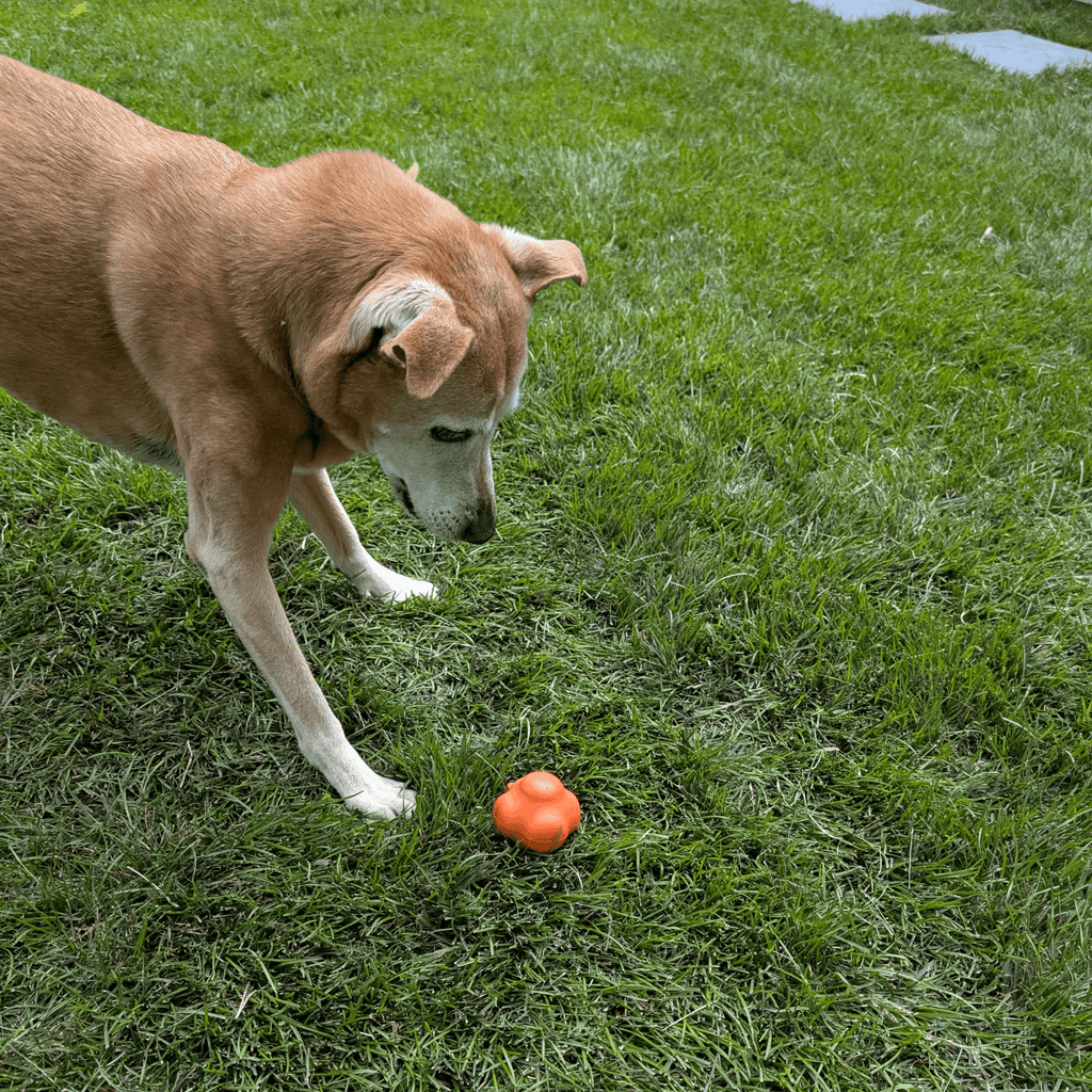 Dog sniffing an orange rubber fetch ball on green grass.