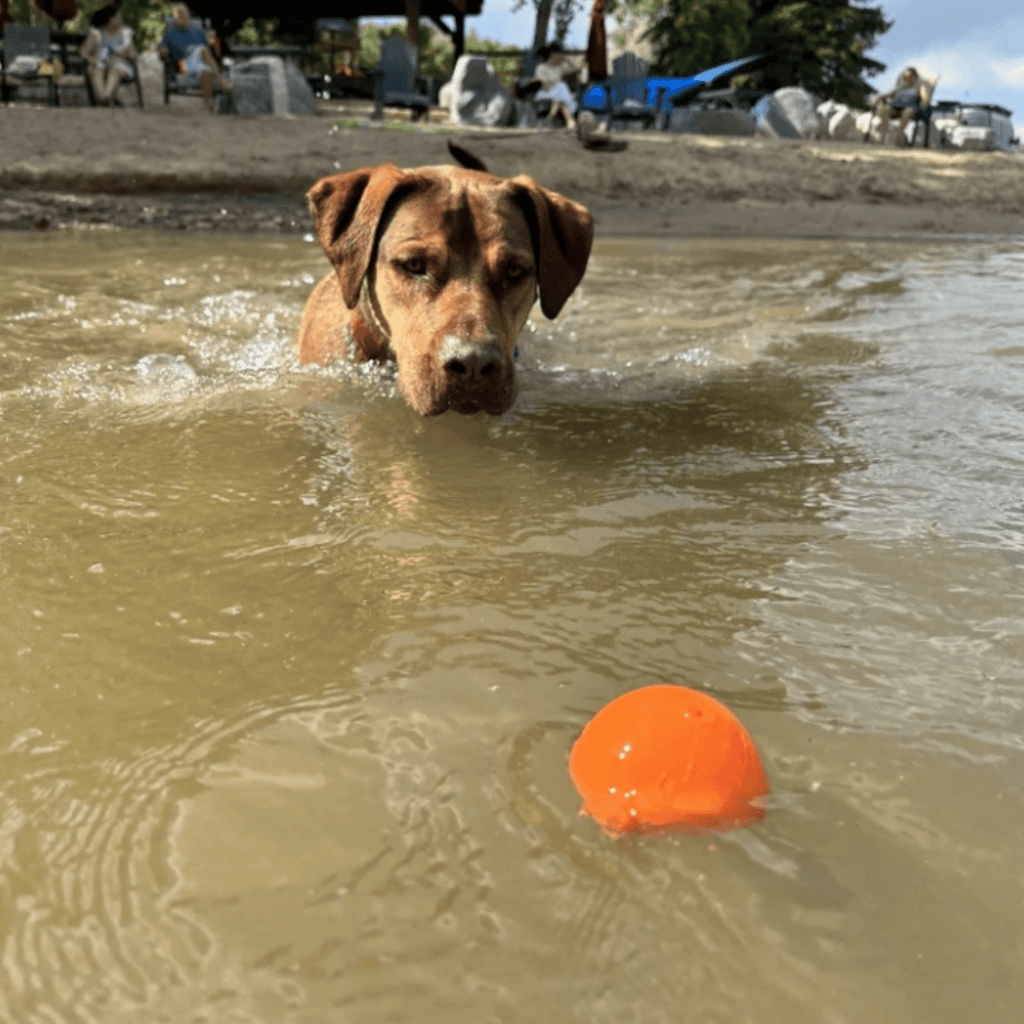 Dog in shallow water fetching an orange rubber ball at the shoreline.