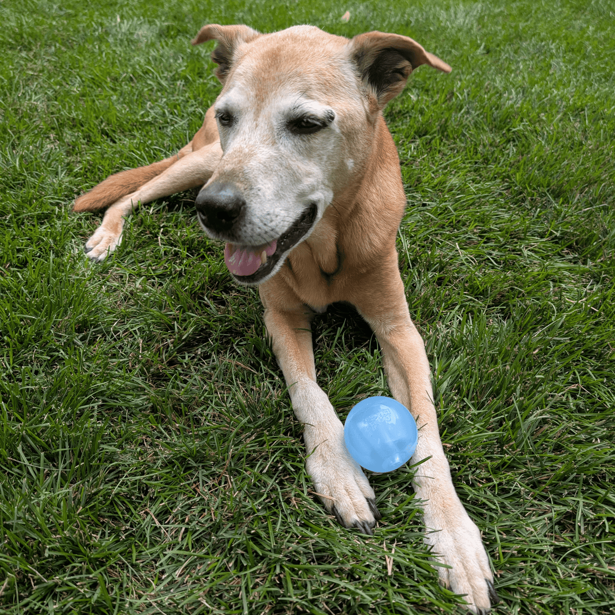 Dog lying on grass holding a translucent blue fetch ball