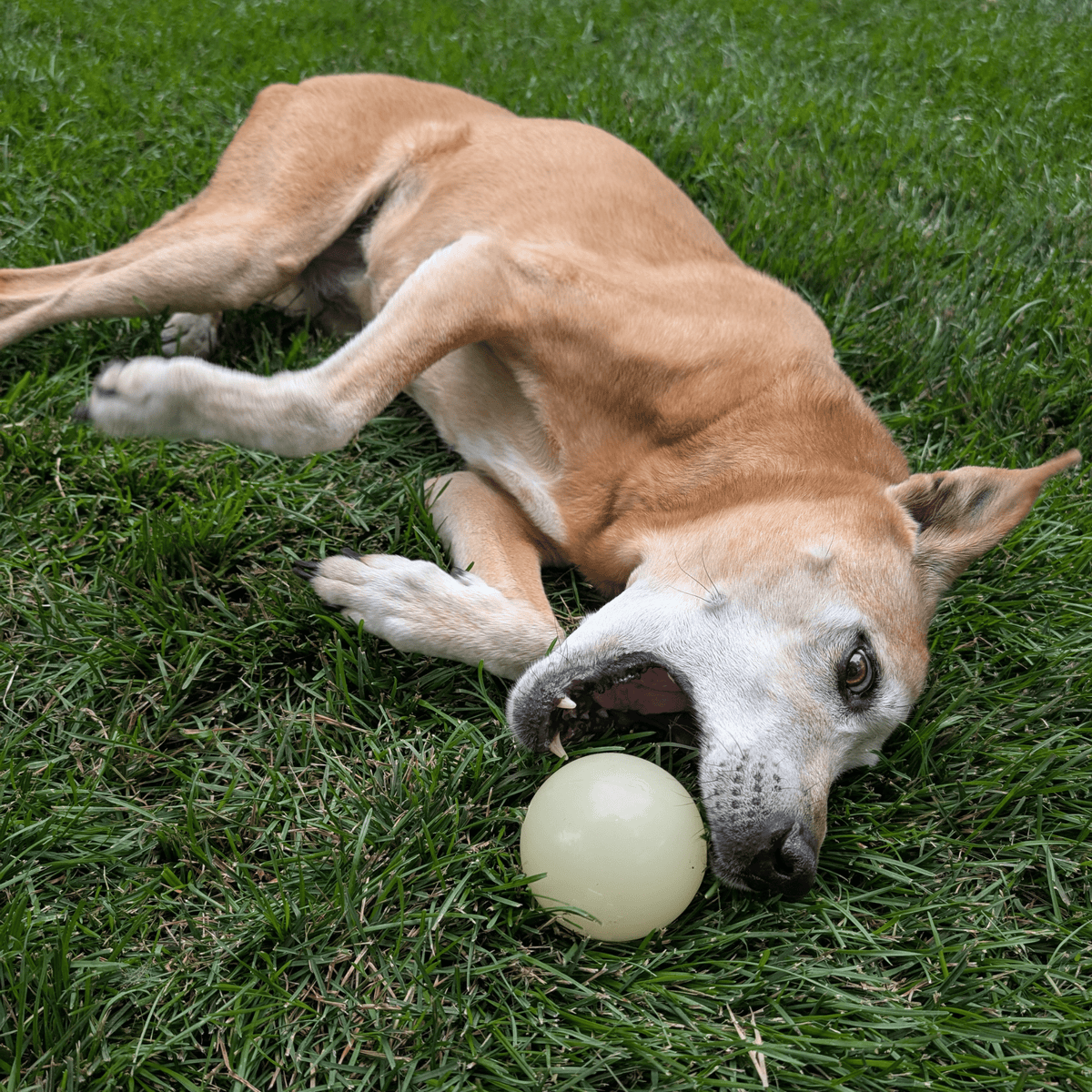 Brown-and-white dog playing with a light yellow rubber fetch ball on grass.