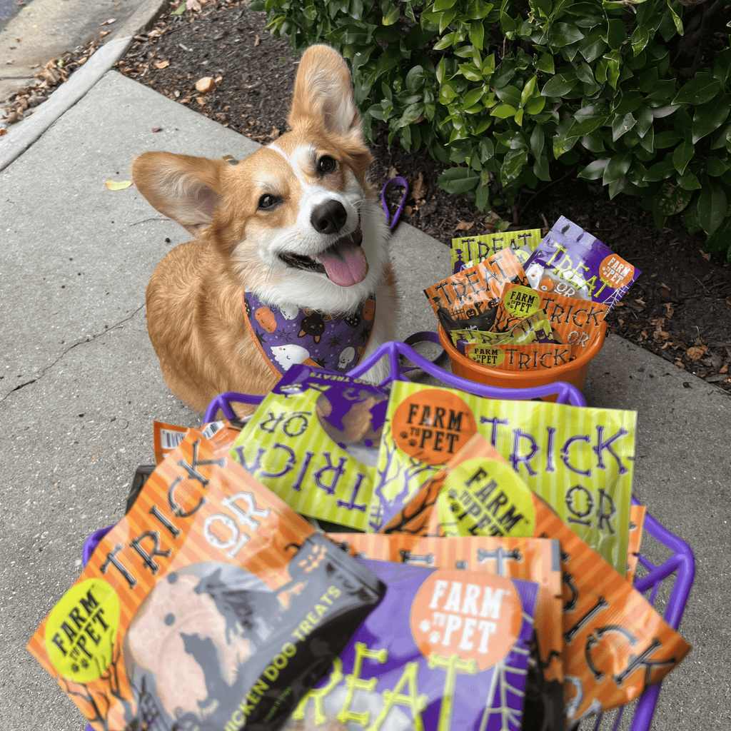 Dog with an assortment of Farm Pet Trick or Treat snack packs