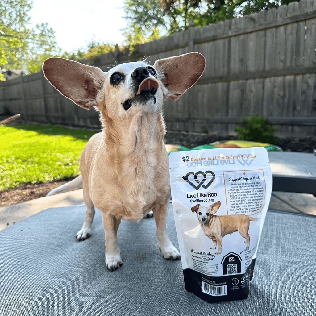 Dog sitting beside a Live Like Roo turkey chips pouch on an outdoor table