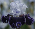 Fragrant iris flower with white upright petals and deep purple ruffled lower petals