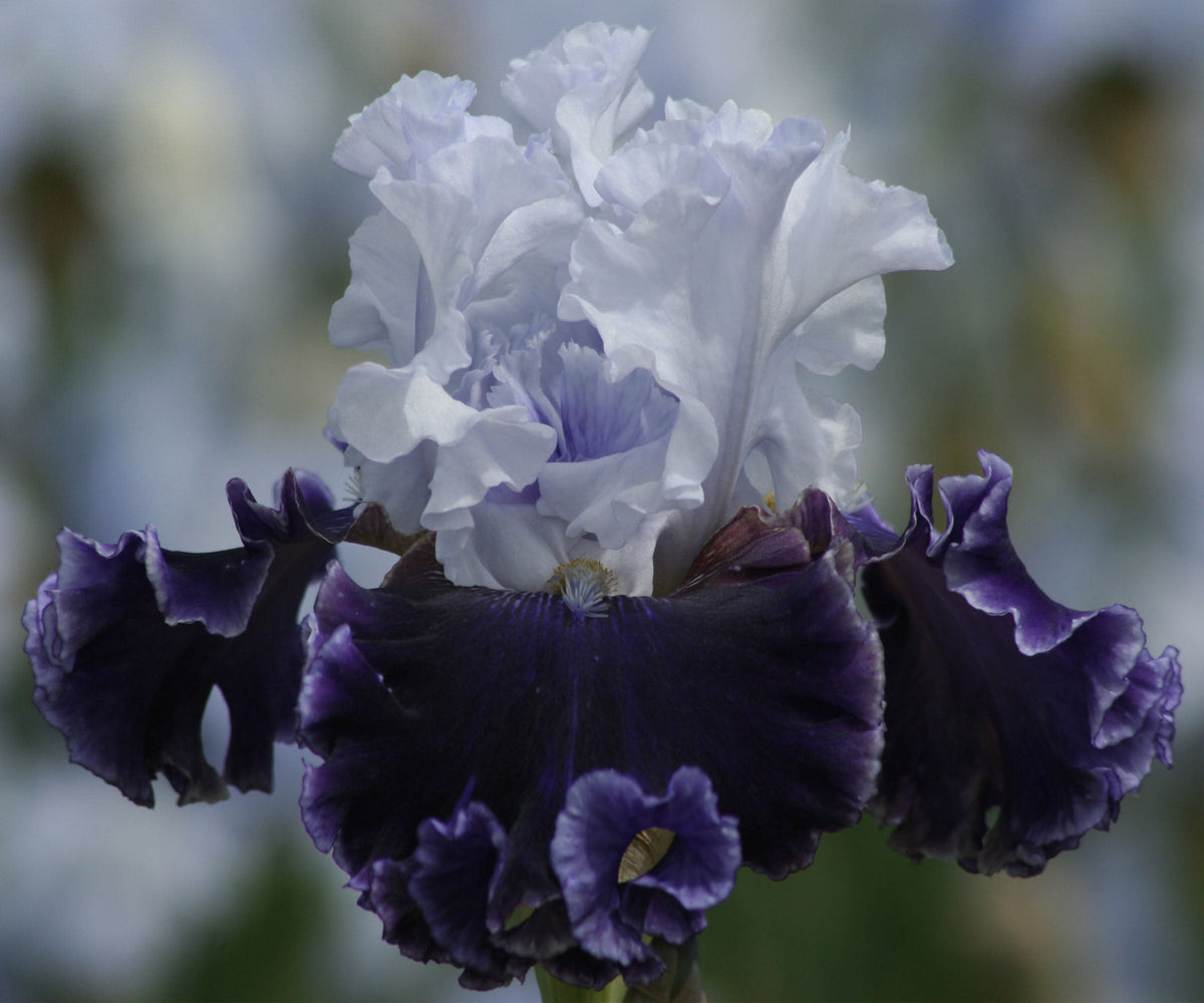 Fragrant iris flower with white upright petals and deep purple ruffled lower petals