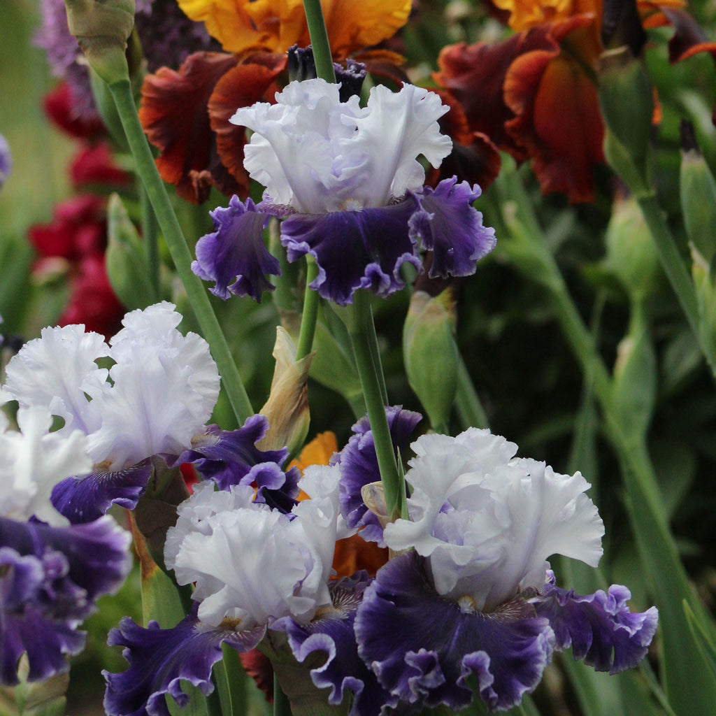 Fragrant iris flowers with white and purple ruffled petals among green stems