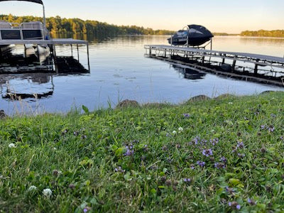 Green lakeside lawn with small purple flowers in the foreground