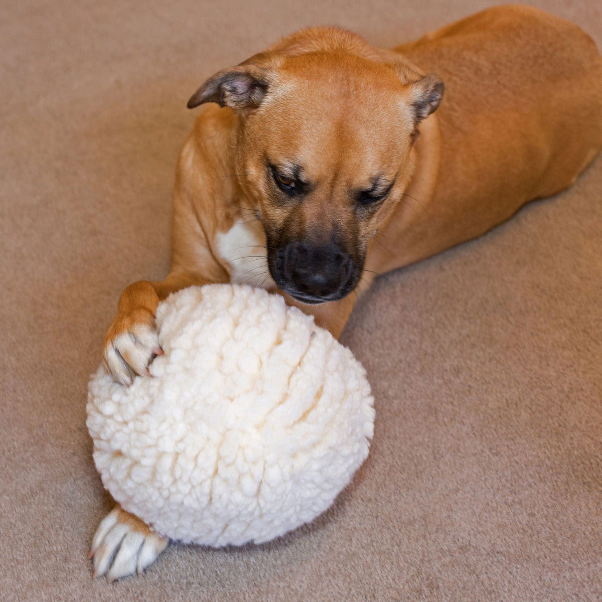 Cream plush ball dog toy on a couch as a dog rests beside it