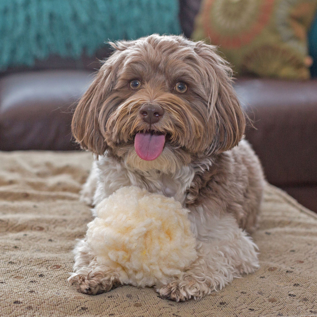 Cream plush ball dog toy being held by a small dog on a couch