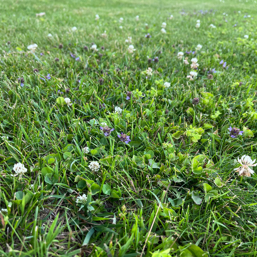 Dense green lawn with small purple and white wildflowers scattered
