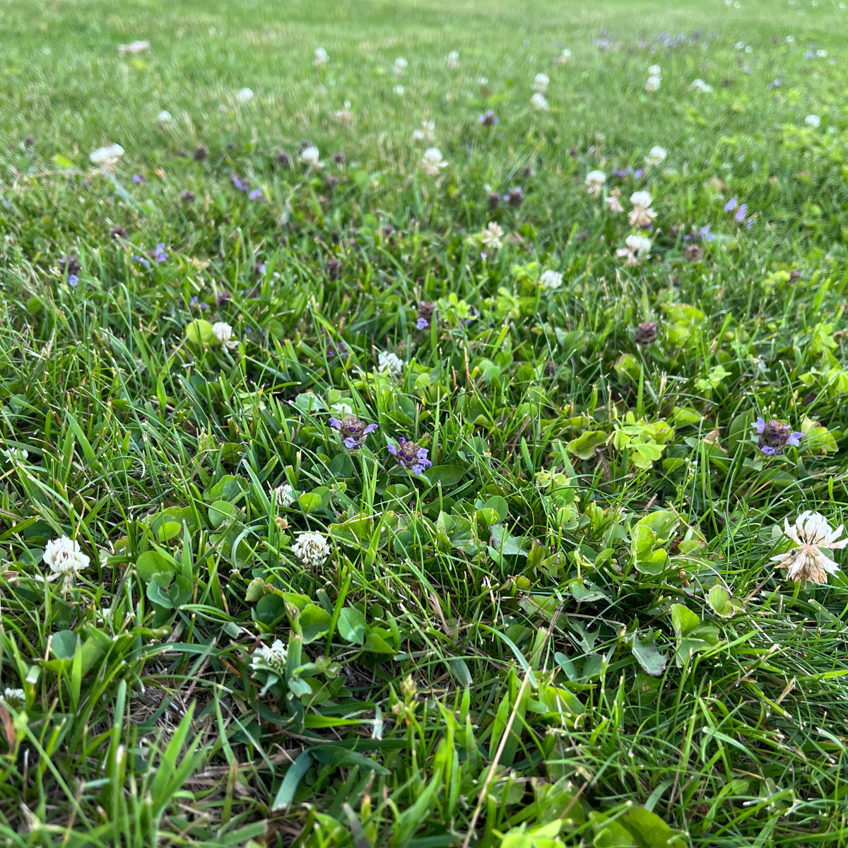 Dense green lawn with small purple and white wildflowers scattered