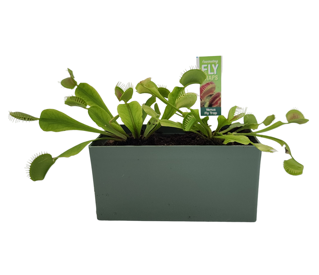 Venus flytrap plants in a green rectangular planter