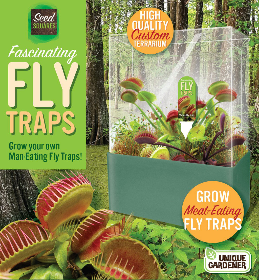 Venus flytrap seed terrarium kit in a clear square dome with a green base