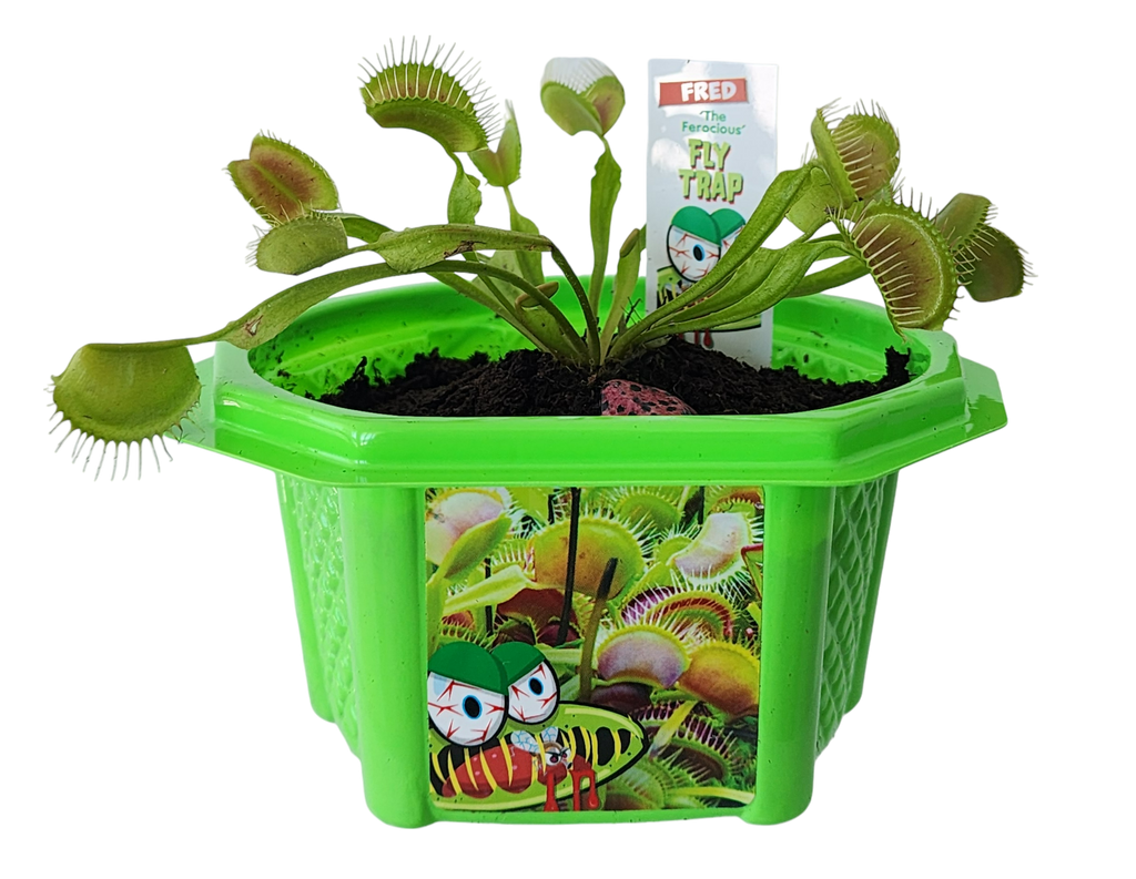 Open green flytrap terrarium with a Venus flytrap plant and illustrated pot