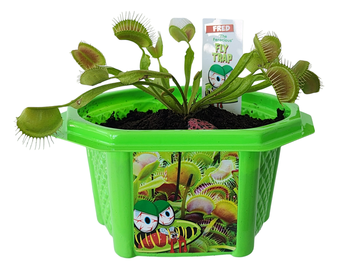 Open green flytrap terrarium with a Venus flytrap plant and illustrated pot