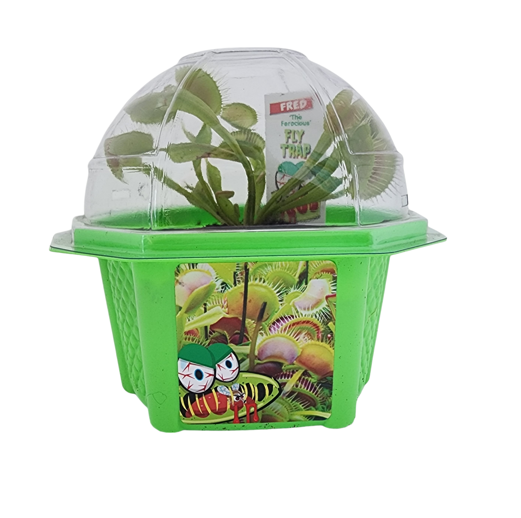 Green flytrap terrarium with a clear dome and Venus flytrap plant inside