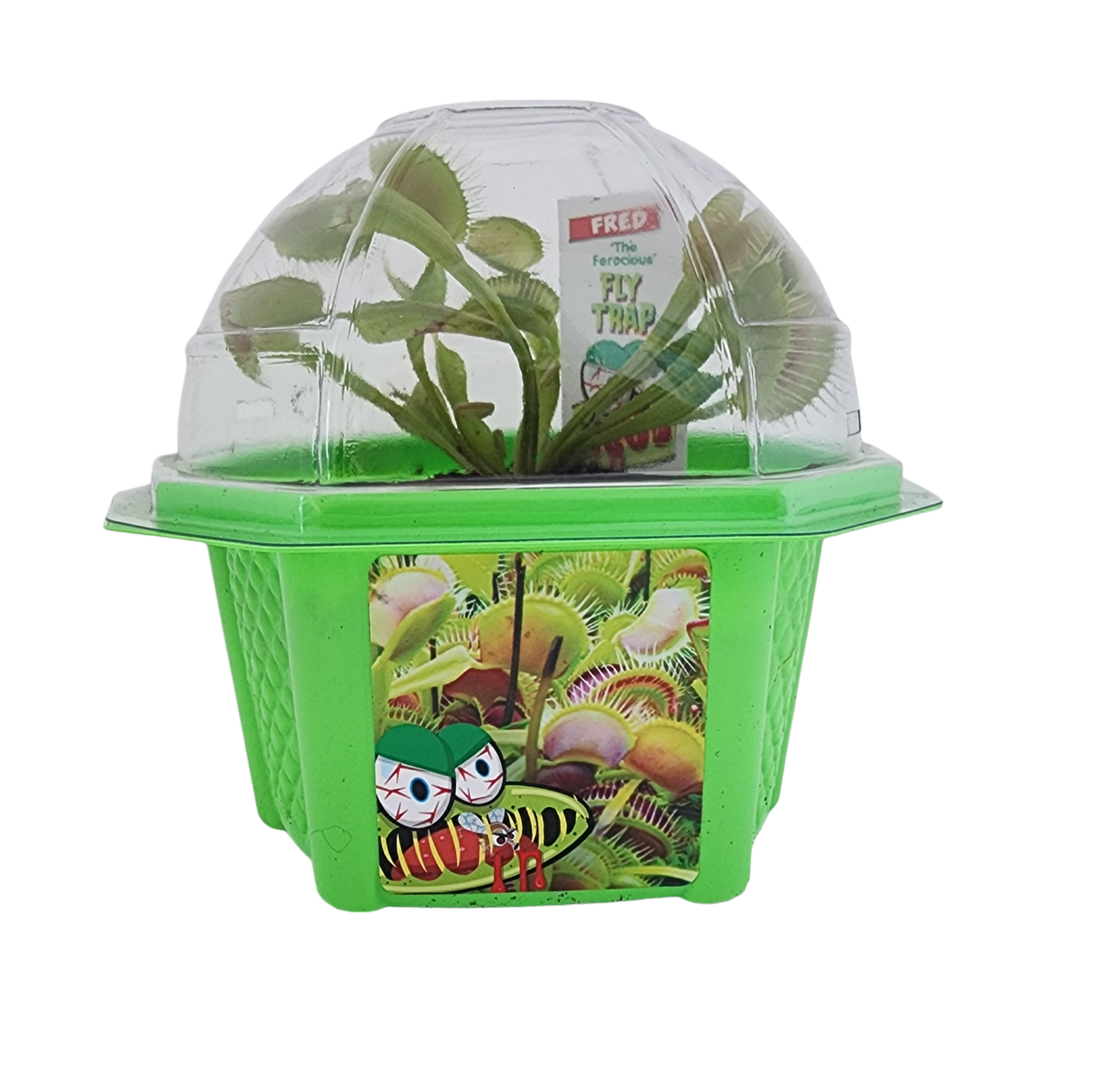 Green flytrap terrarium with a clear dome and Venus flytrap plant inside