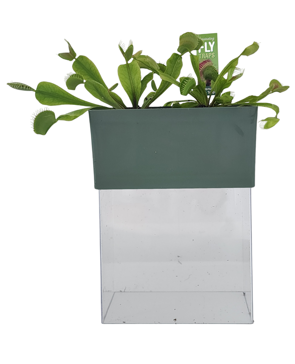 Venus flytrap plants in a green planter above a clear square terrarium base