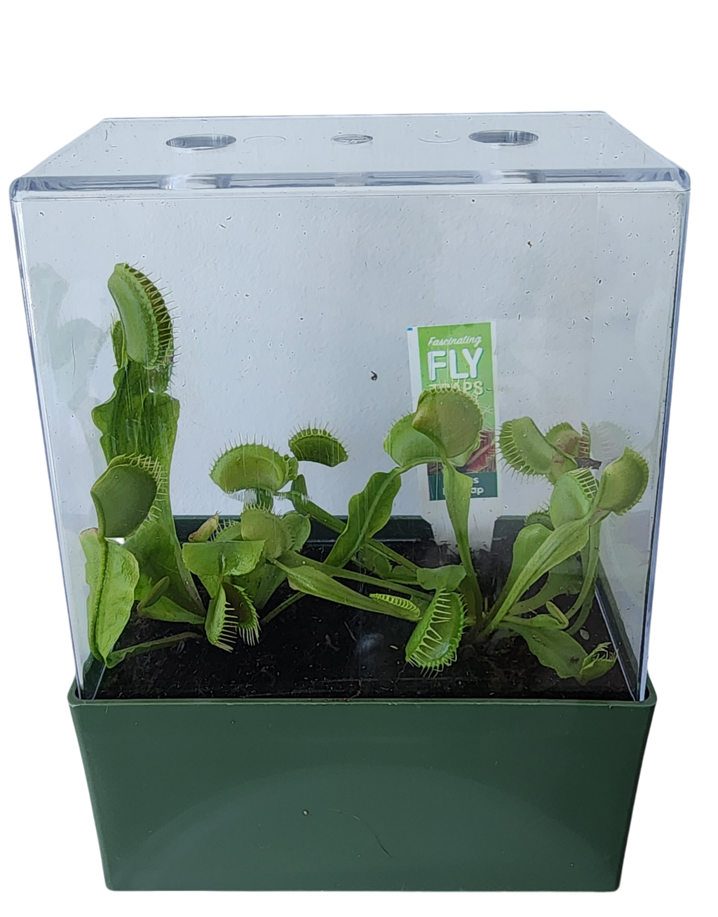 Venus flytrap plants growing inside a clear square terrarium with a green base