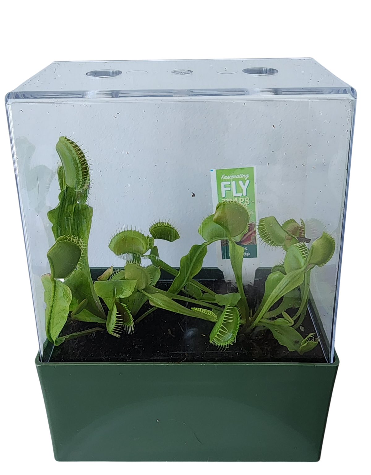 Venus flytrap plants growing inside a clear square terrarium with a green base