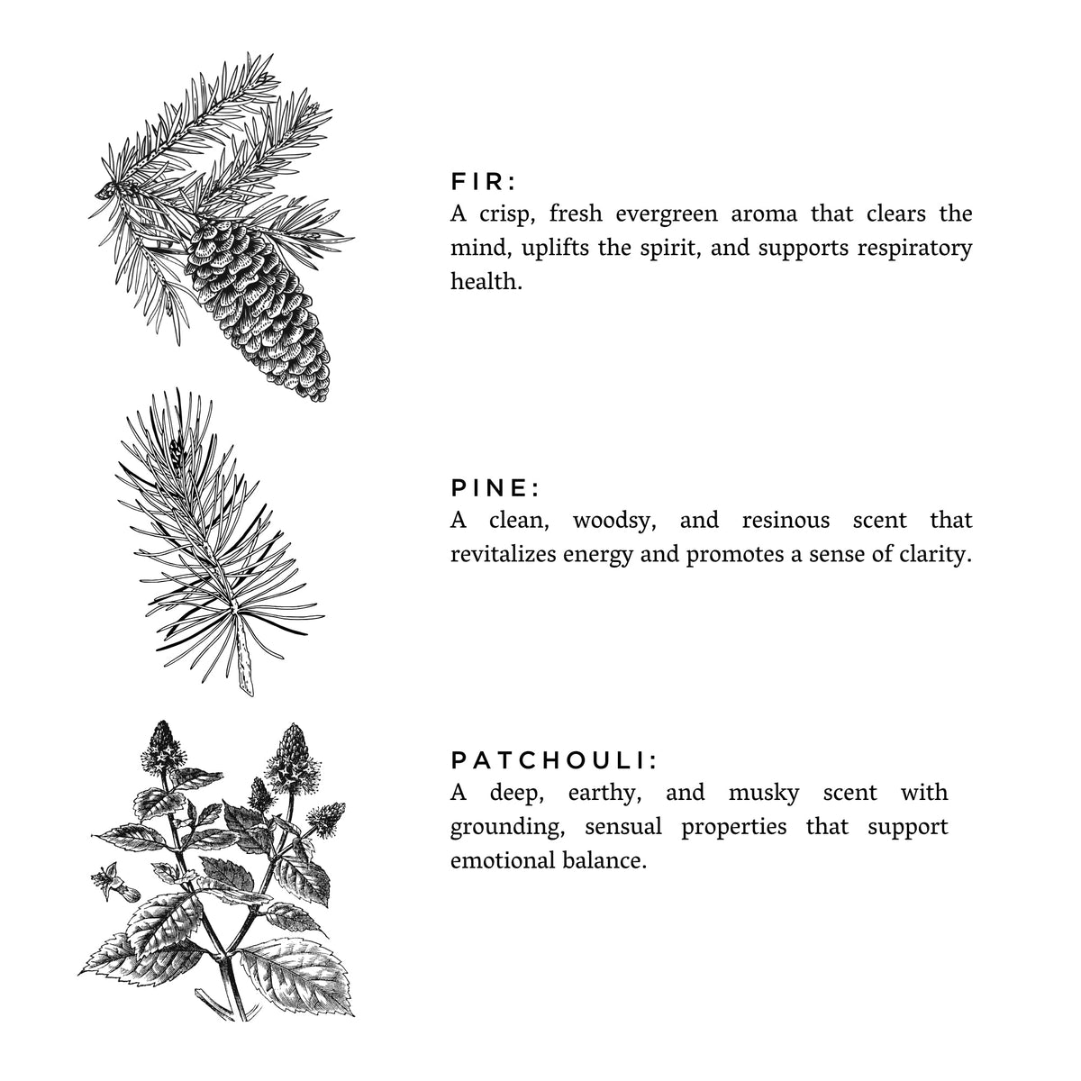 Scent notes graphic featuring fir, pine, and patchouli with botanical illustrations