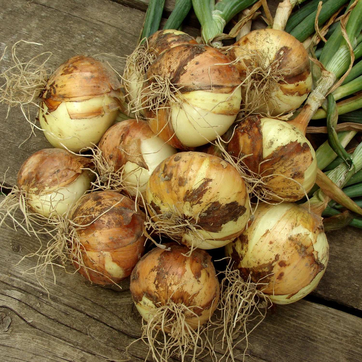 Harvested yellow onion bulbs with roots and papery skins