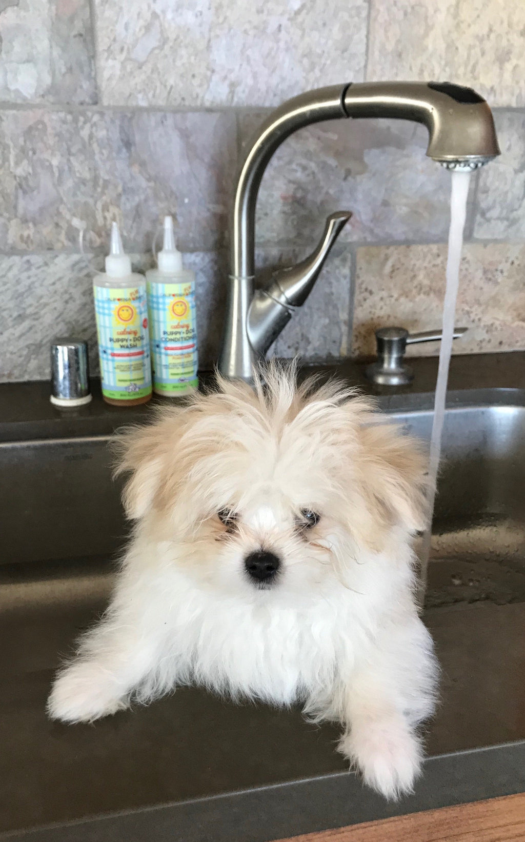 Calming puppy and dog wash and conditioner bottles next to a fluffy puppy in sink