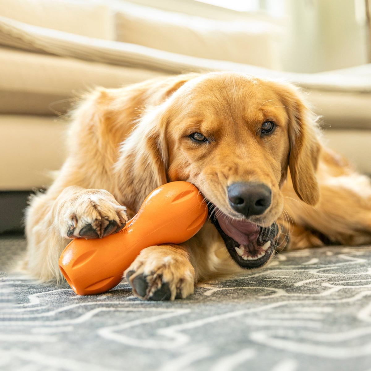 Dog chewing an orange chew toy with natural dental stick