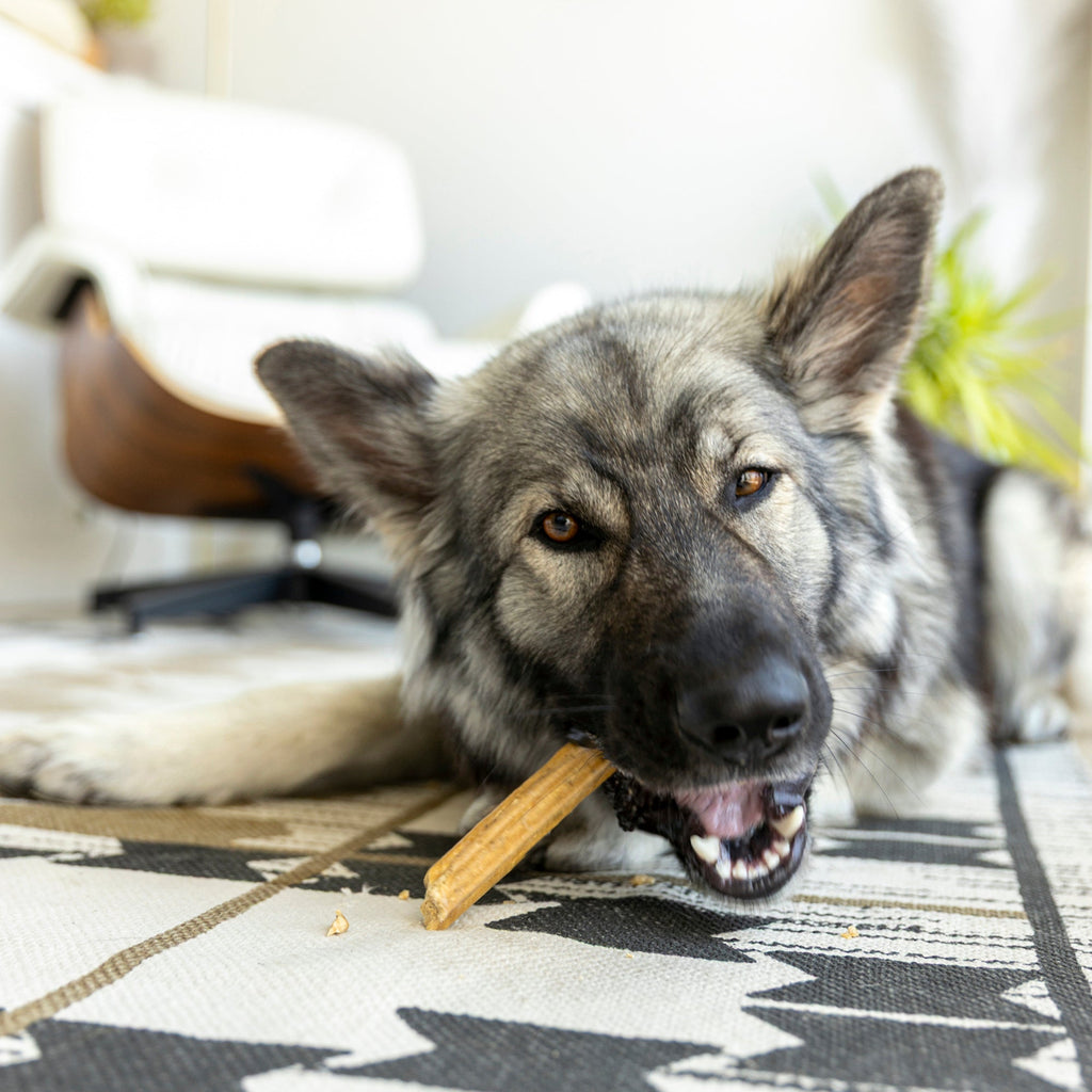 Dog chewing a natural dental stick