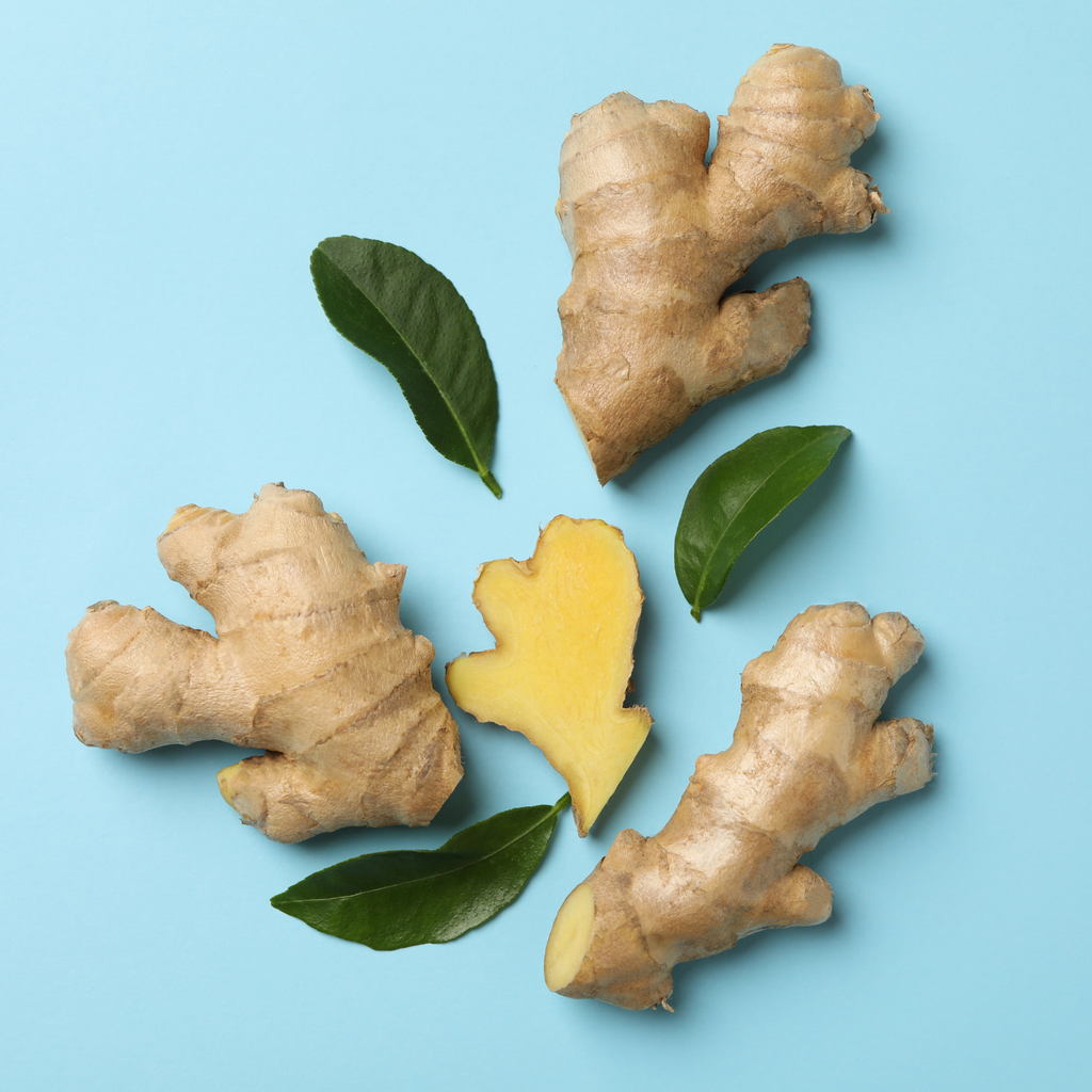 Organic ginger root and green leaves for ginger flavor tummydrops lozenges