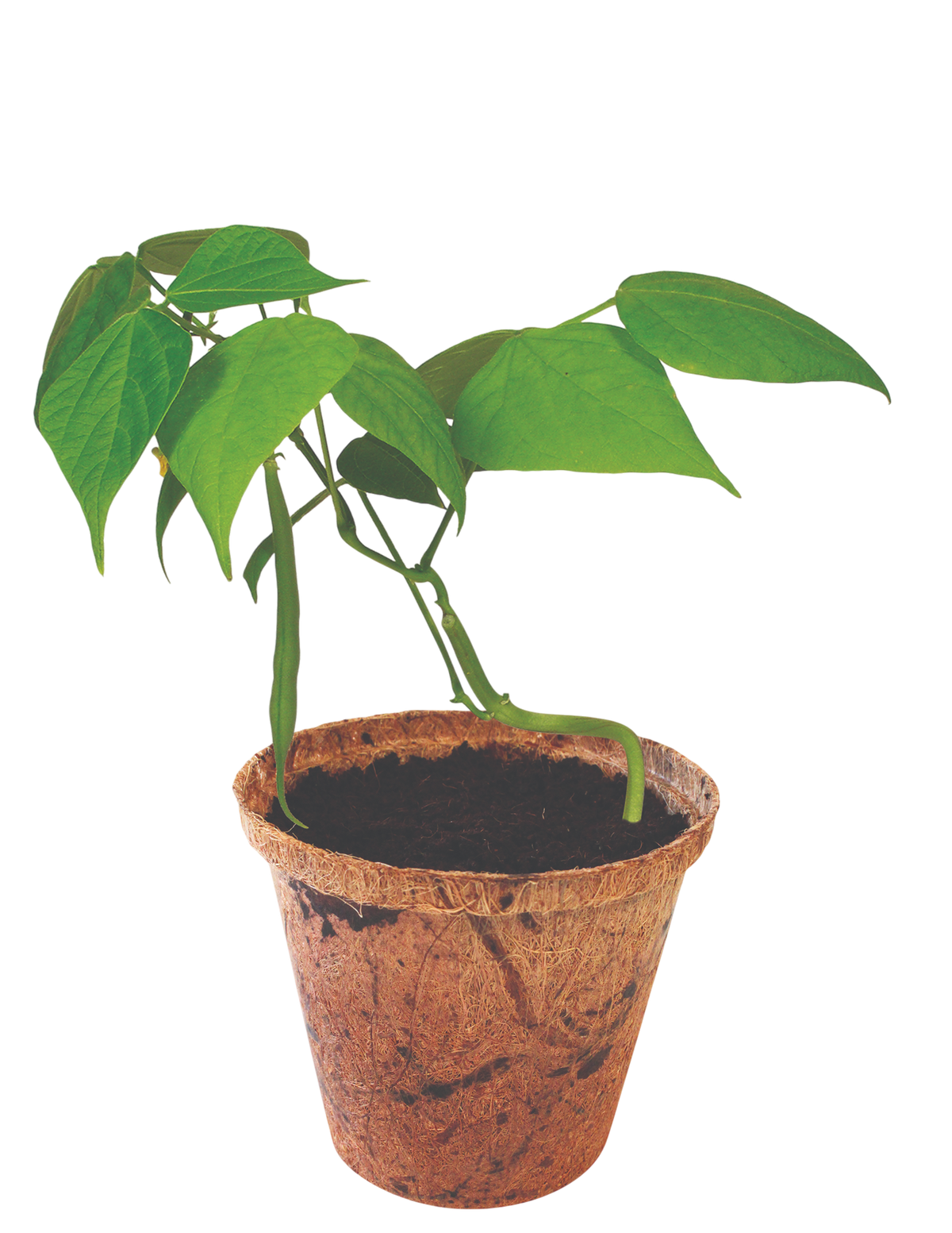 Green bean seedlings with broad leaves growing in a brown fiber pot