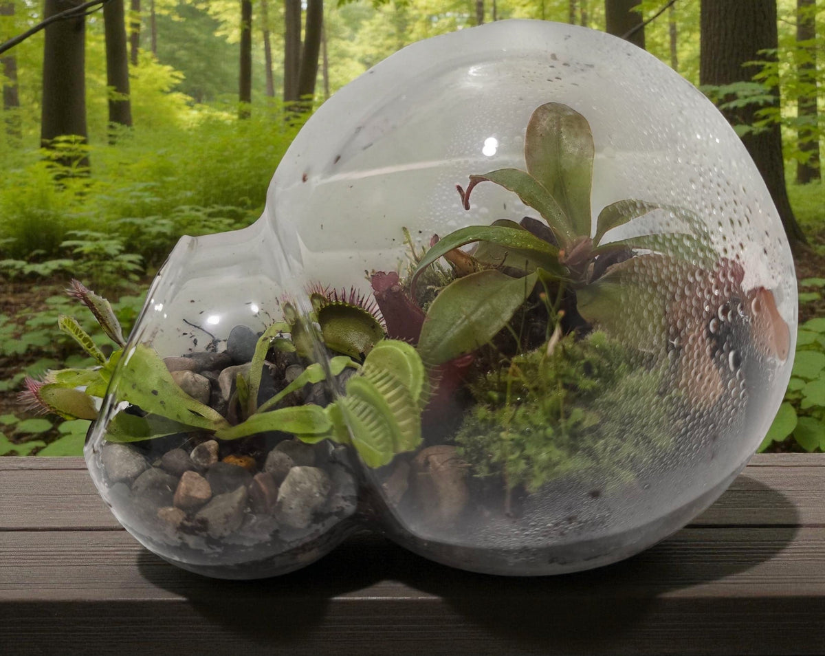 Glass terrarium with carnivorous plants, moss, and stones inside